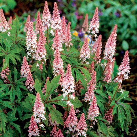 tiarella pink skyrocket