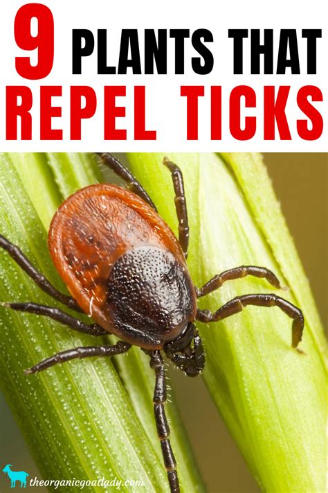 tick repellent plants