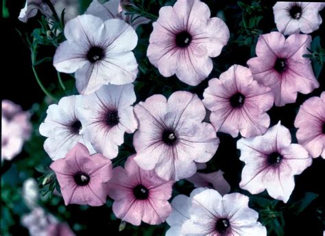 tidal wave petunia