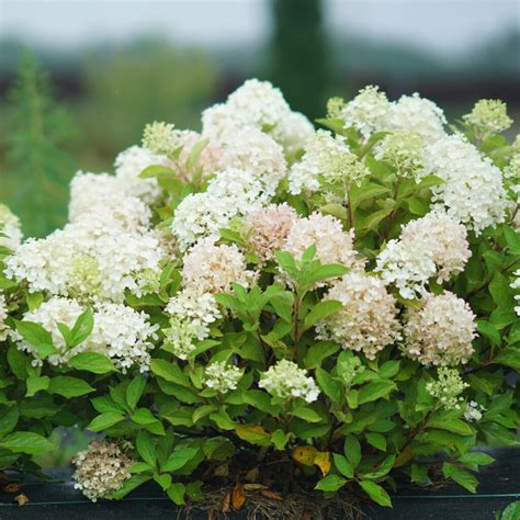 tidbit hydrangea