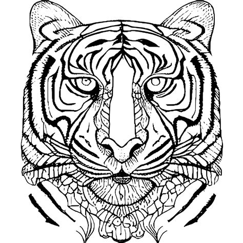 tiger adult coloring pages