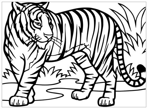 tiger coloring images