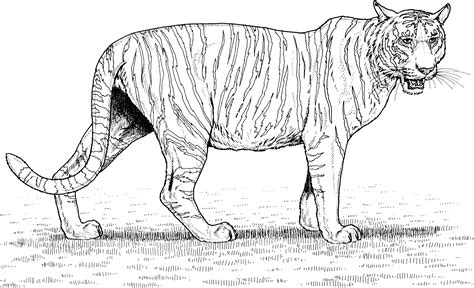 tiger colouring pages
