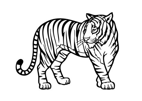 tiger drawing printable