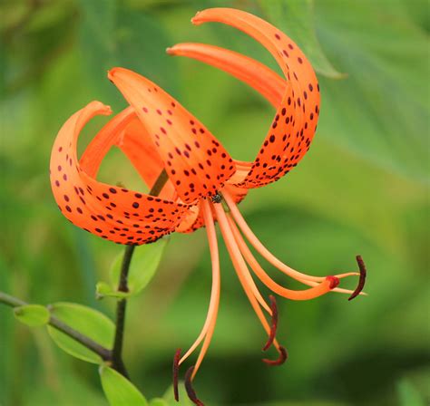 tiger lily