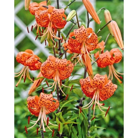 tiger lily bulbs