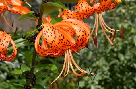 tiger lily care