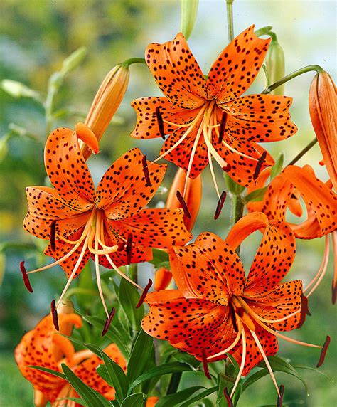 tiger lily plant