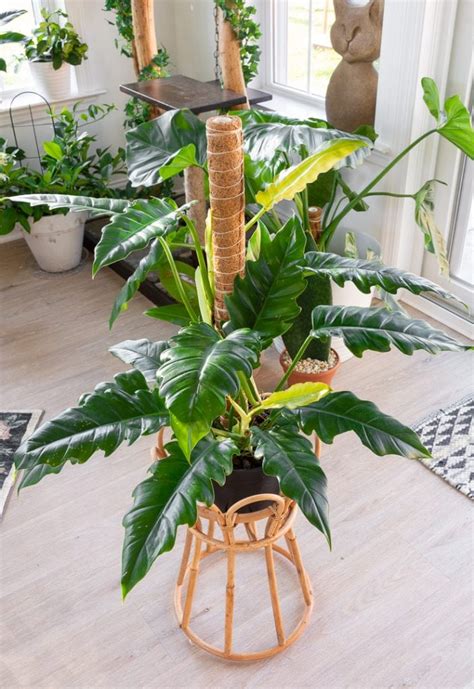 tiger tooth philodendron