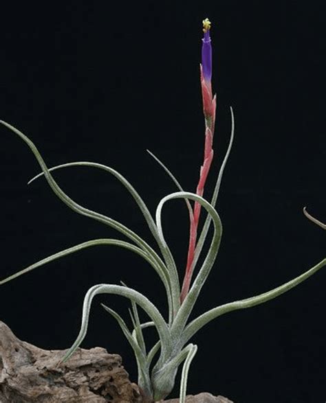 tillandsia baileyi