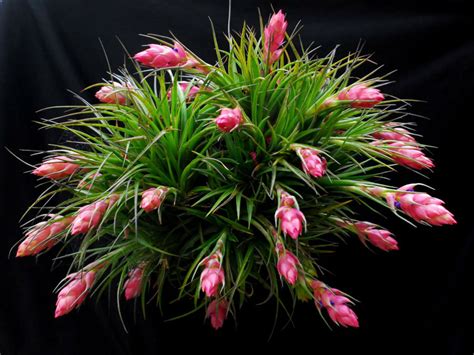 tillandsia stricta