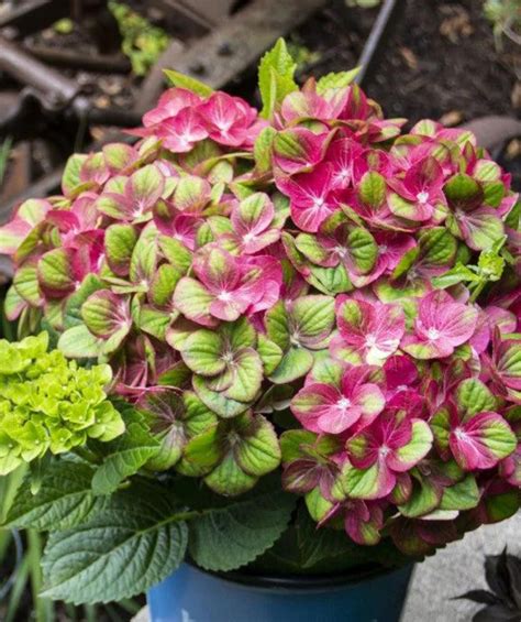 tilt a swirl hydrangea