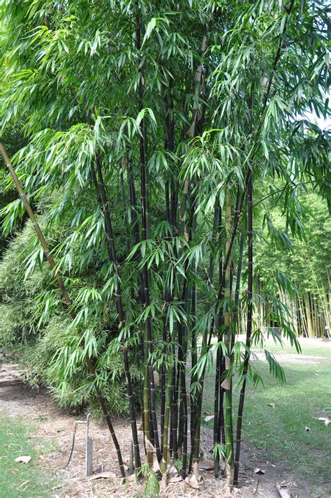 timor black bamboo