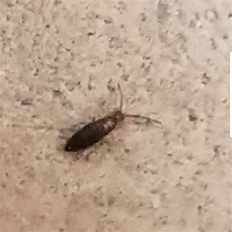 tiny basement bugs