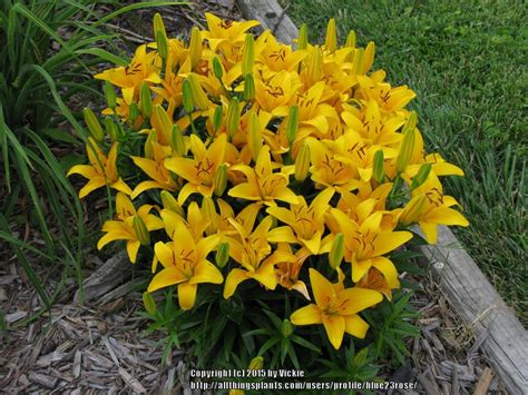 tiny bee yellow lily