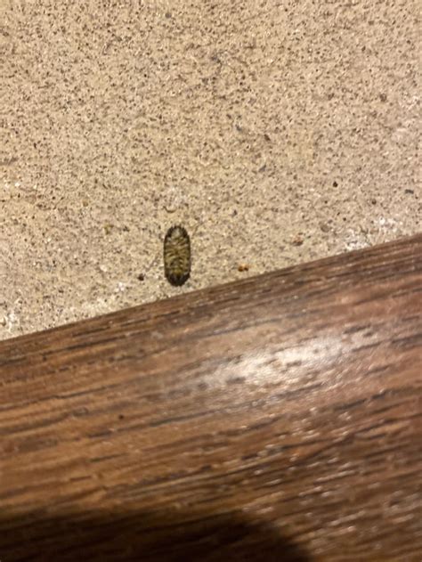 tiny bugs in basement
