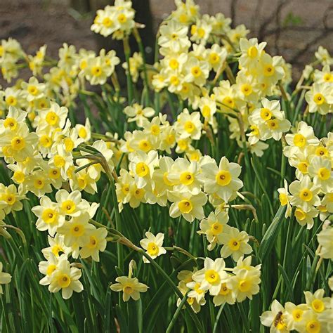 tiny daffodils