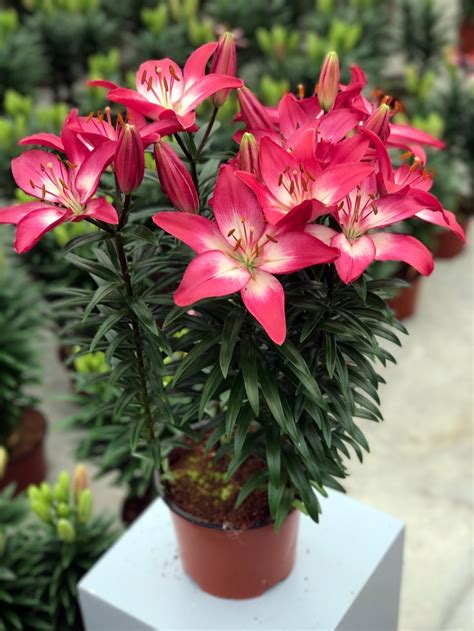 tiny diamond asiatic lily planting