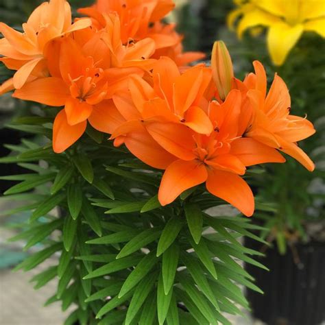 tiny double asiatic lily