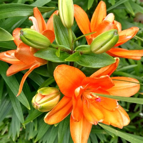 tiny double you asiatic lily