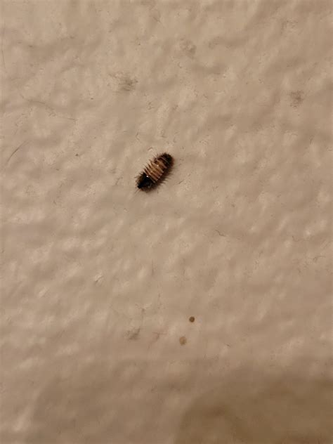 tiny fuzzy bug