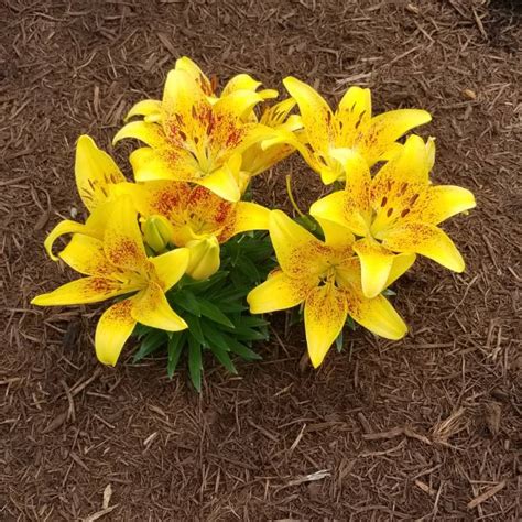 tiny nugget asiatic lily