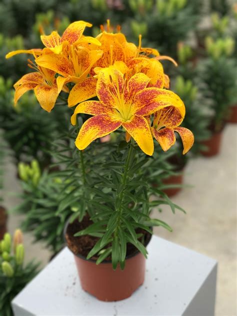 tiny parrot asiatic lily
