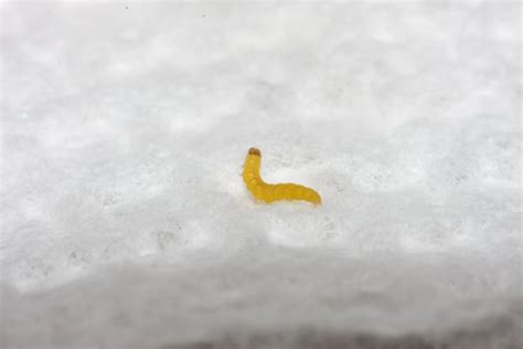 tiny yellow worm