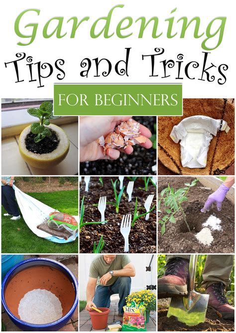 tips and tricks gardening