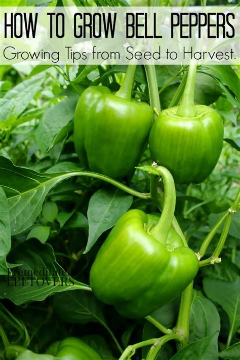 tips for growing bell peppers