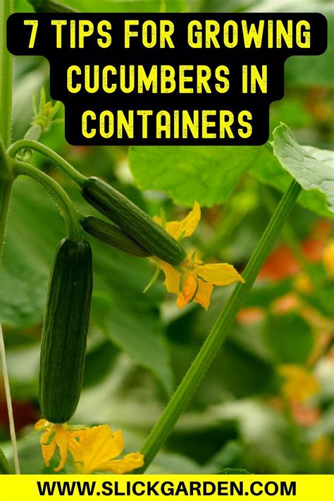 tips for growing cucumbers in containers