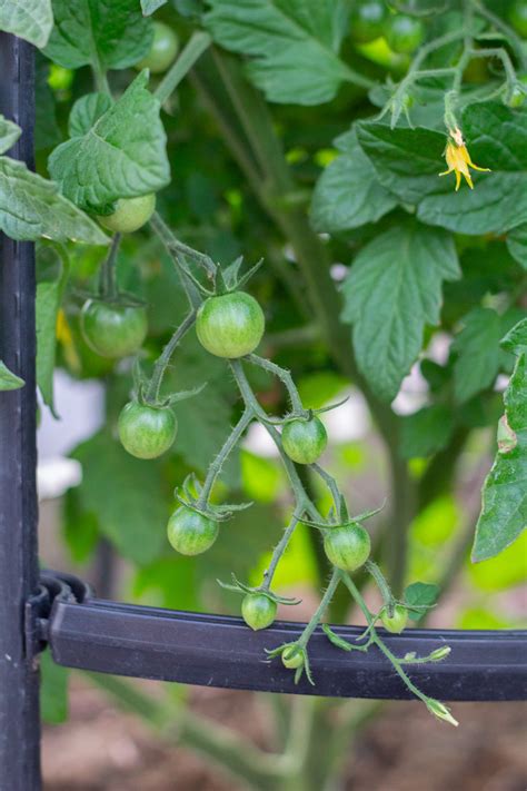 tips for growing healthy tomato plants