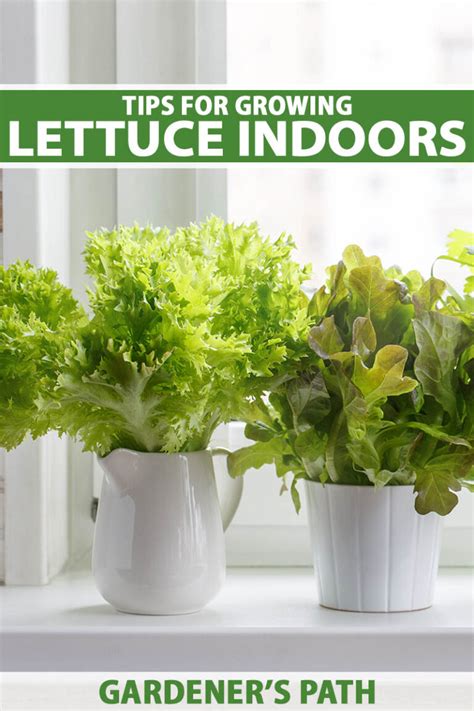 tips for growing lettuce