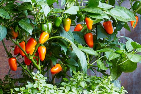 tips for growing peppers