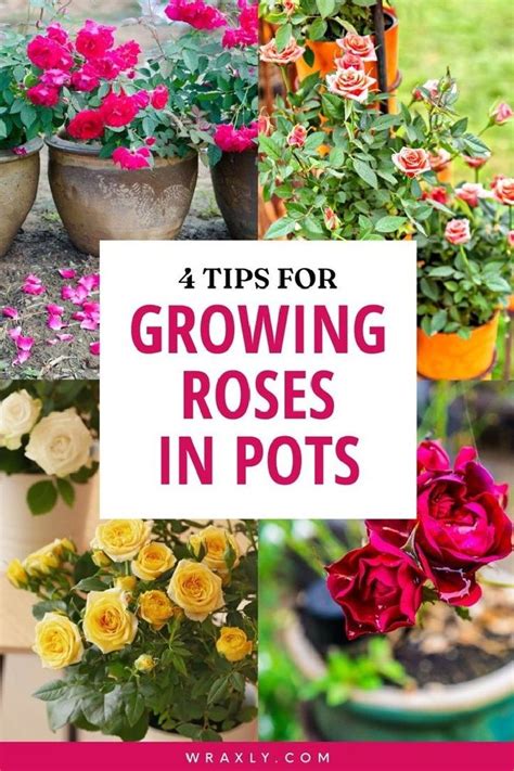 tips for growing rose plants in pots