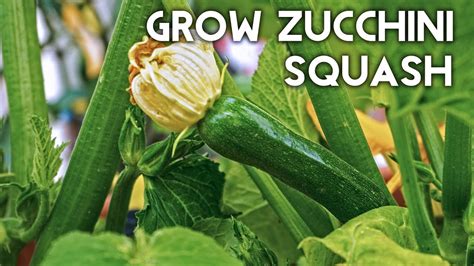 tips for growing squash and zucchini