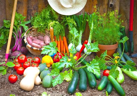 tips for growing vegetables