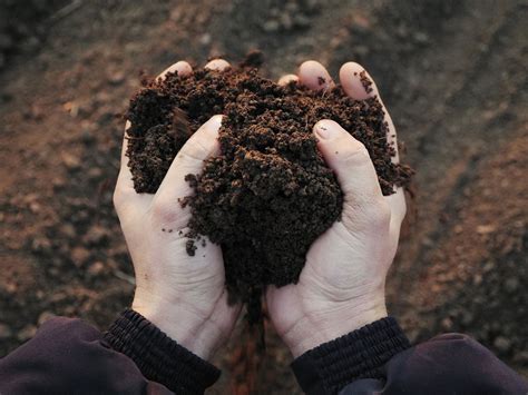 tips for healthy soil