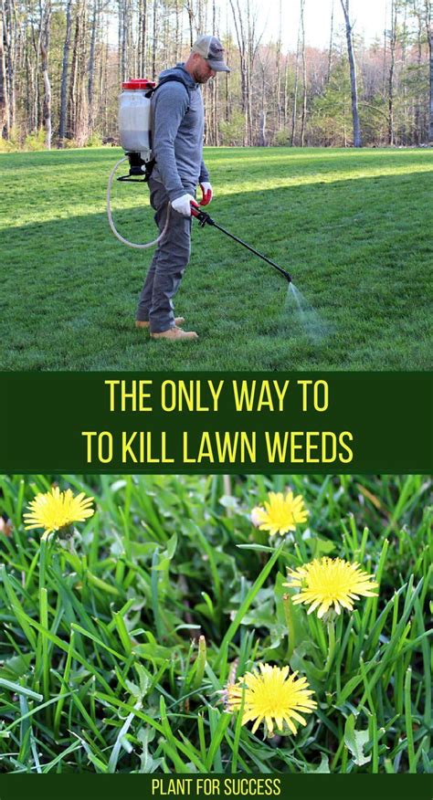 tips for killing weeds