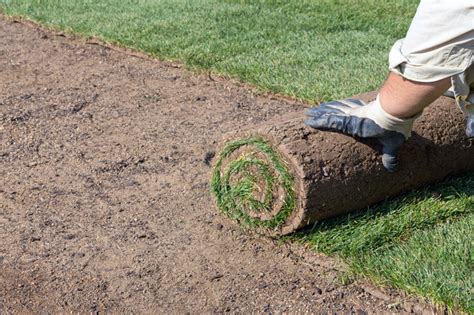 tips for laying st augustine sod