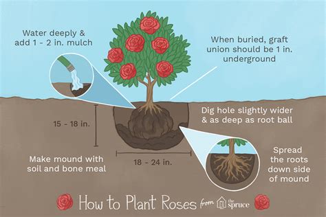 tips for planting a rose bush