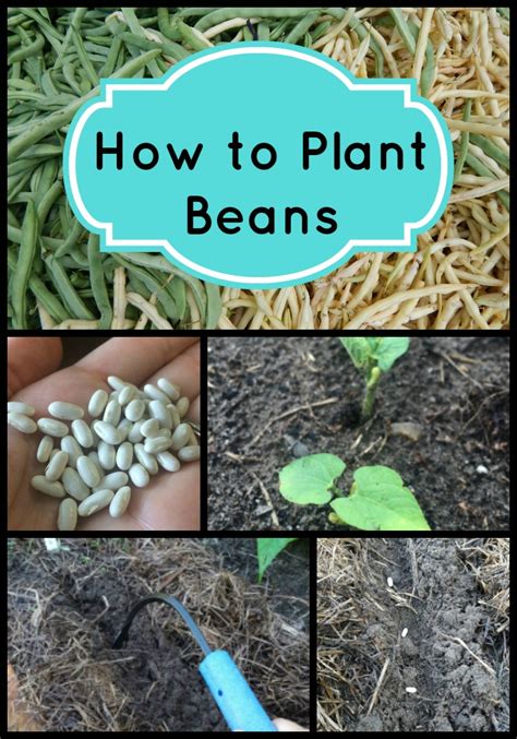 tips for planting beans