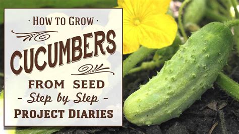 tips for planting cucumber seeds
