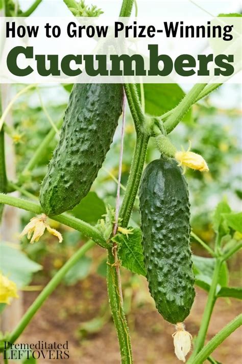 tips for planting cucumber seeds