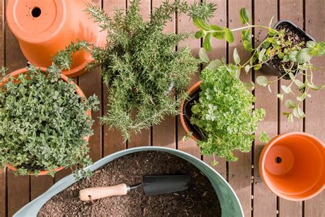 tips for planting herbs in pots
