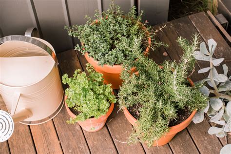 tips for planting herbs in pots