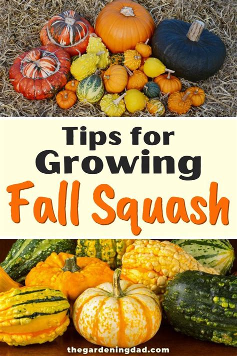 tips for planting squash