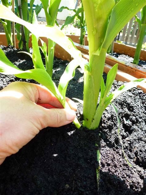 tips for planting sweet corn