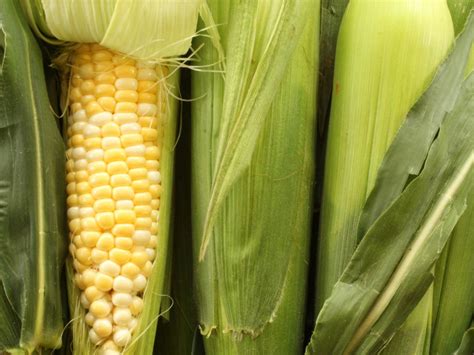 tips for planting sweet corn