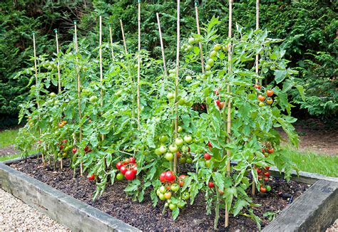 tips for planting tomato plants